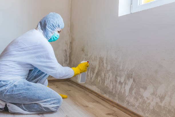 Mold Remediation specialist working in Blackwood
